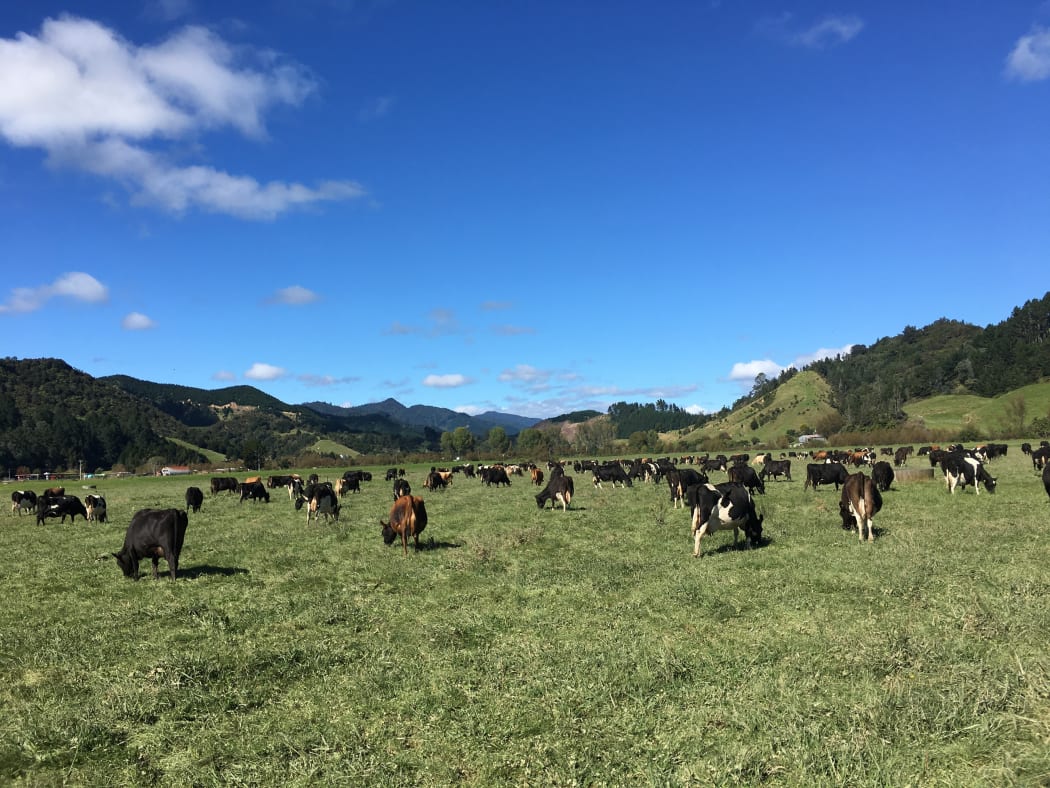Jared Wason's dairy cows grazing in the Waiotahe Valley.