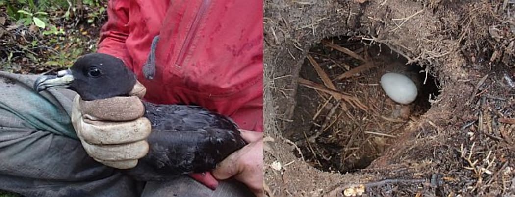 Black petrels, with a wing span of about 1.1 metres, breed in underground burrows; they lay a single egg, which is visible here through a researcher's nest access tunnel, which is usually covered with a lid.