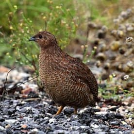 Photo for Brown quail