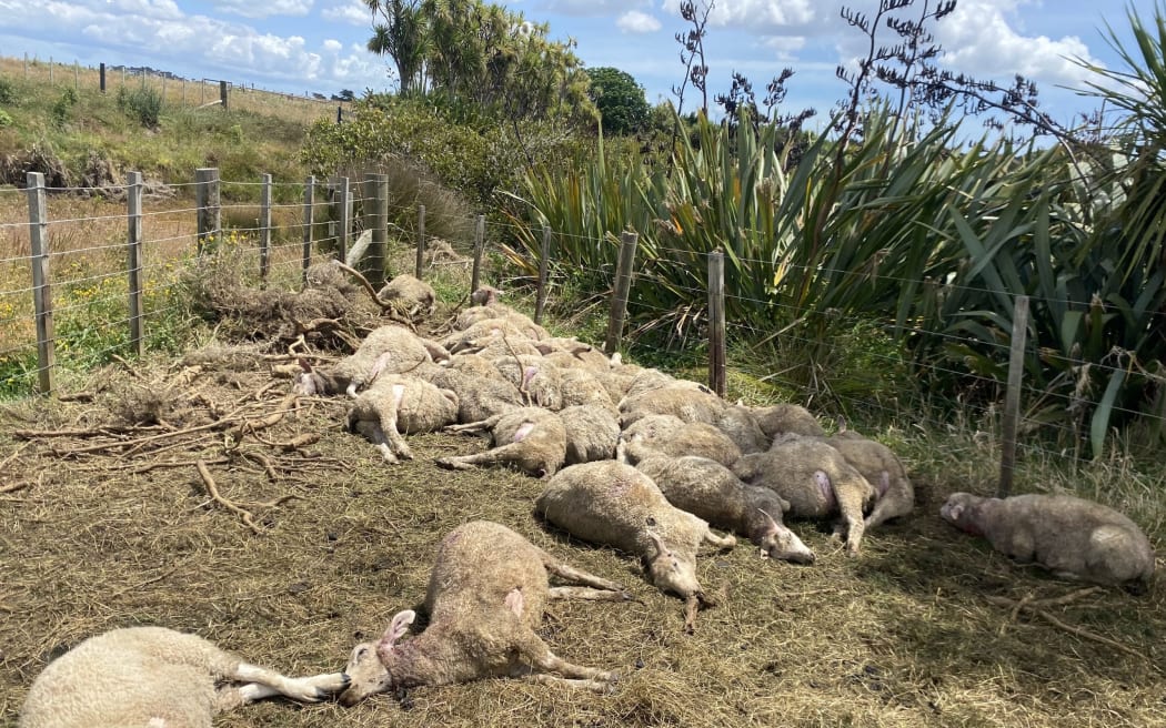 Dead sheep at at Puhinui Reserve in Manukau