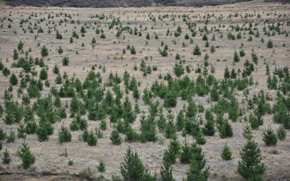 Wilding pines invade farmland on Molesworth Station.