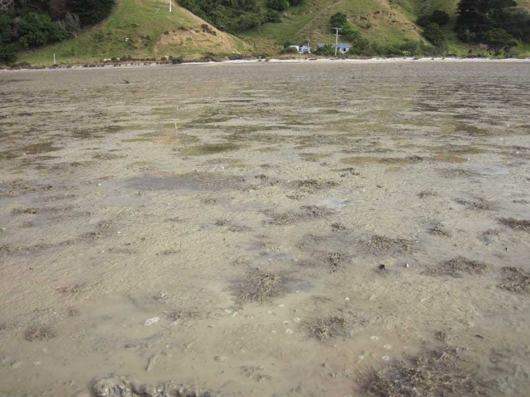 Freshly-deposited mud post-storm at Porirua Harbour.