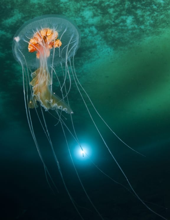 Antarctic jellyfish