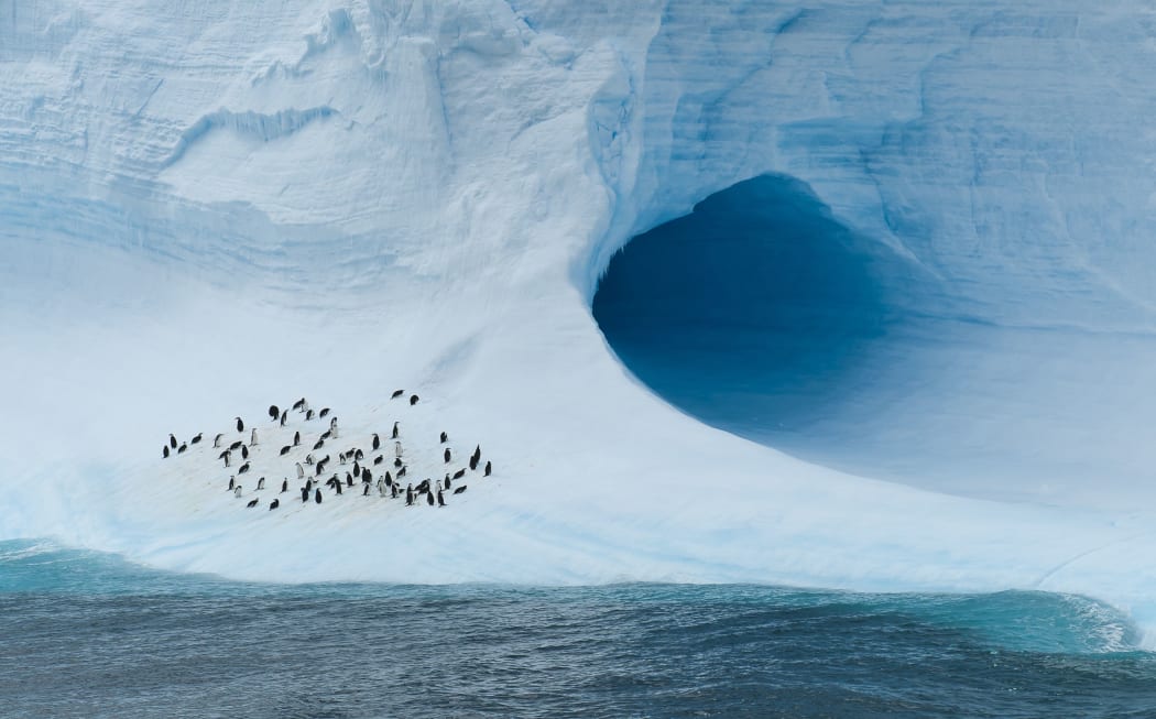 Chinstrap penguins on an iceberg in the Antarctica Weddell Sea.