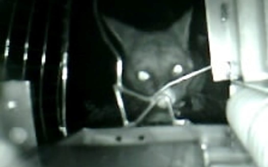 A possum viewed through the lens of the NZ Auto Traps artificial intelligence trap.