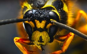 A close up of a wasp.