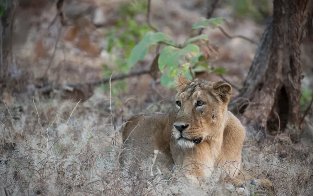 A lion rests at Gir National Park. Robin C Hamilton