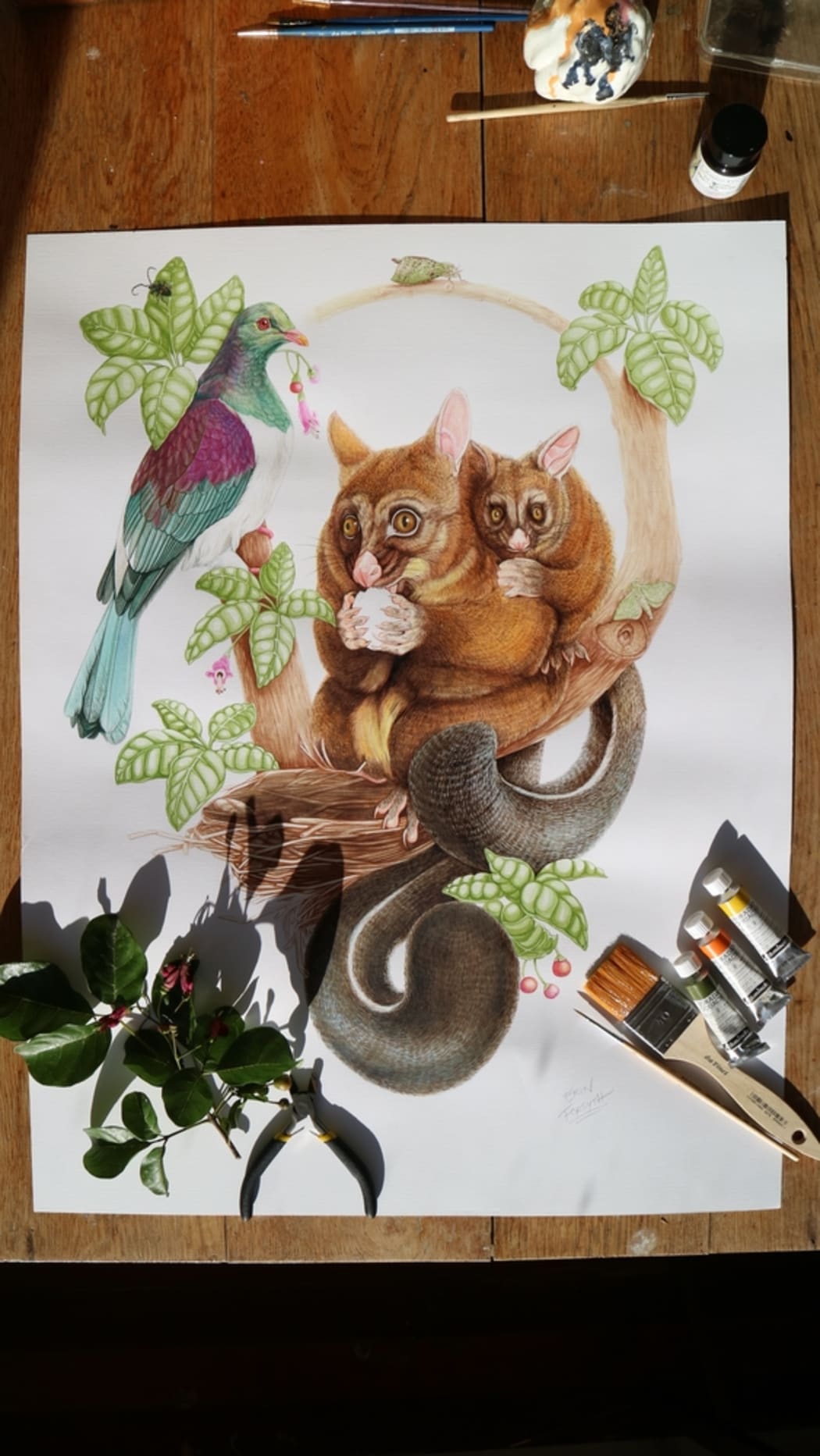 Paihamu/brushtail possum (Trichosaurus vulpecular)