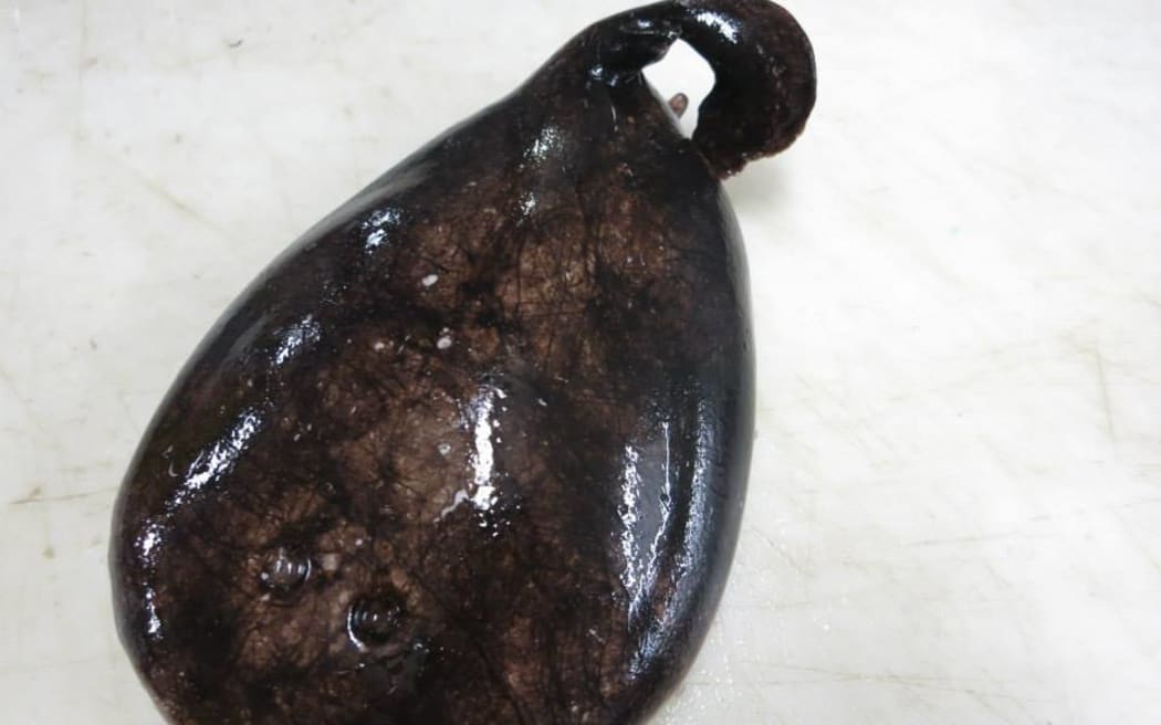 DoC's threatened species ambassador, Nicola Toki, talks about the blind electric ray or Typhlonarke aysoni.