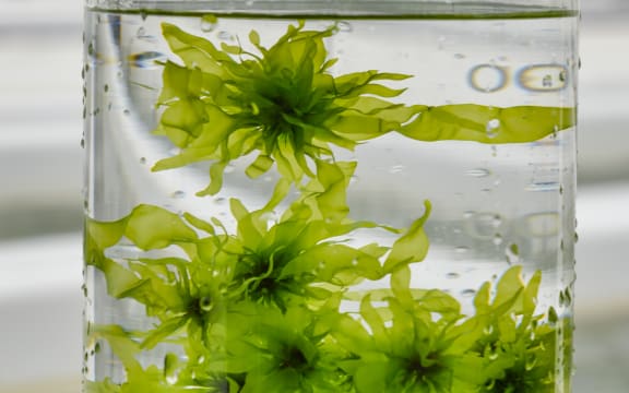 Macroalgae being grown at the FARM