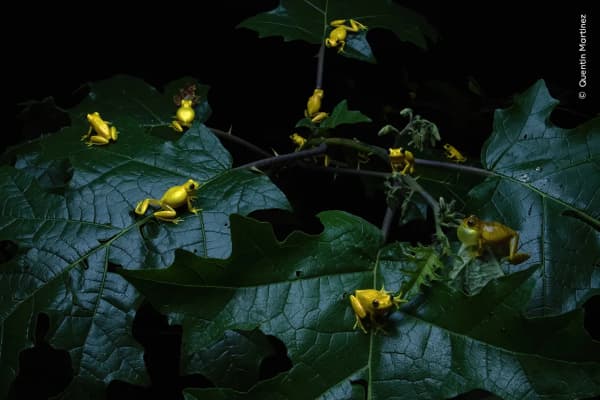 Frolicking Frogs by Quentin Martinez, France. A gathering of lesser tree frogs in a breeding event.