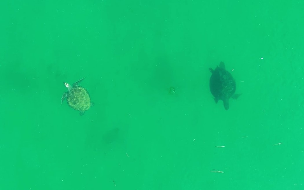 A pair of green turtles foraging in Rangaunu Harbour, as seen from a drone.