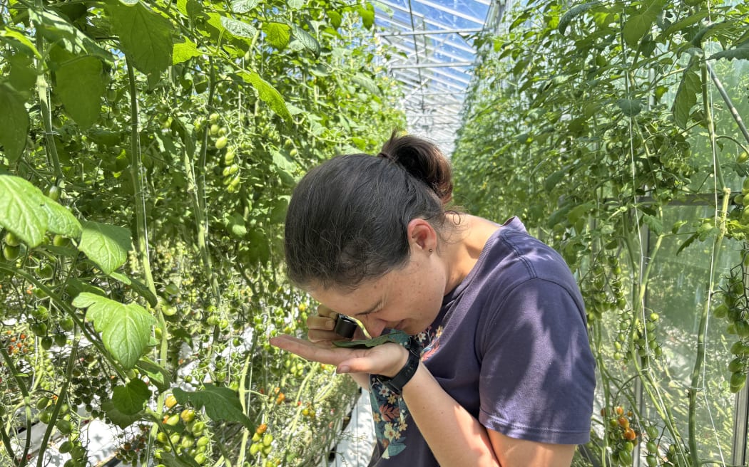 Rachel is standing between two rows of tomato plants. She has a leaf on her left palm, which she's brought up close to her face. In her right hand she is holding a hand lens and her head is bent over, viewing the leaf through the lens.