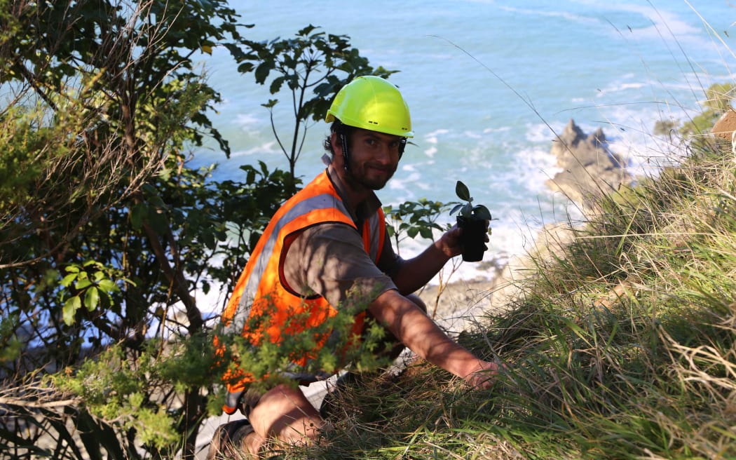 DOC ranger Simon Litchwark planting an Ōhau rock daisy on the Ōhau Point bluff overlooking the Kaikōura coast.