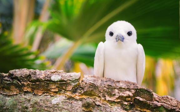 Fairy tern.