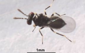 The Environmental Protection Authority has given the green-light for the introduction of the tamarixia wasp to control of the insect, the tomato-potato psyllid.