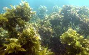 A typical New Zealand kelp forest.