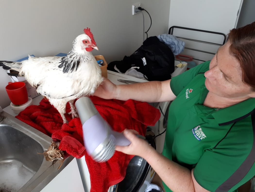 North Canterbury Chicken Rescue in action.