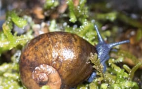 Abel Tasman Predatory Tree-climbing Snail