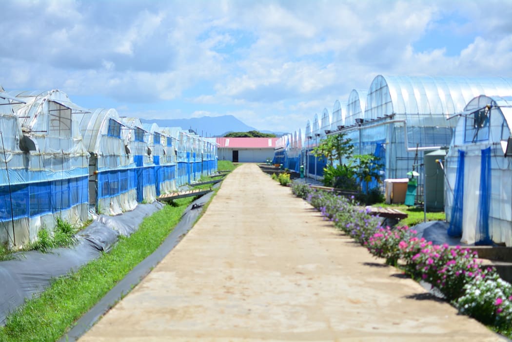 Greenhouses at the Grace Road Group farm in Navua, Fiji.