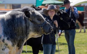 Shaye Roskam and her belgian blue Axl Rose.