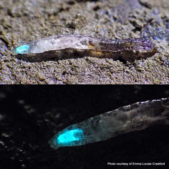 NZ glow worm larvae