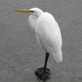 Photo for Kōtuku