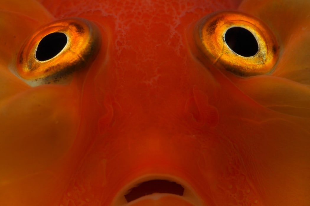 Closeup of a Goldfish.

Biosphoto / Bruno Cavignaux (Photo by Bruno Cavignaux / Biosphoto / Biosphoto via AFP)