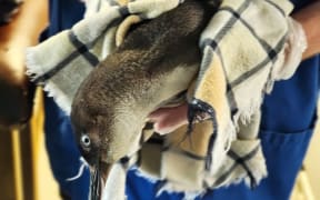 Kororā found on Tiritiri Matangi island with neck twisting symptoms.