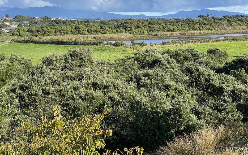 Apart from grazing paddocks, much of the land is covered in coastal trees and shrubs.