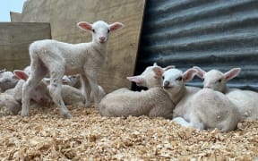 New born lambs