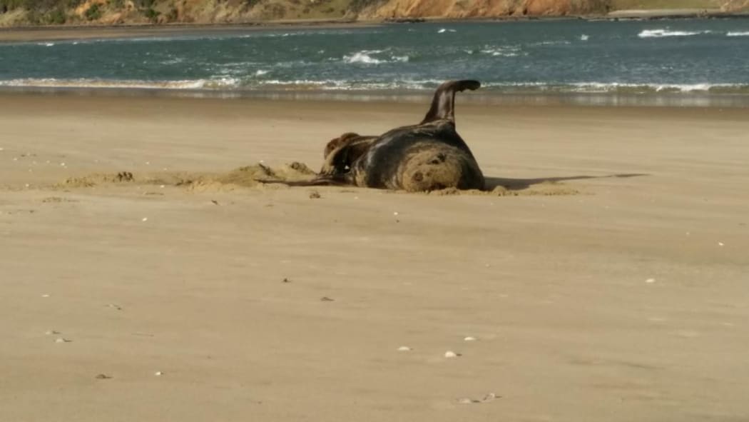 This photo of a sealion on a Southland beach was found on a USB stick swallowed by a leopard seal.