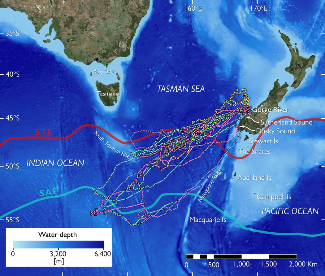 After breeding tawaki swim south to the polar front before returning to Fiordland to moult. They repeat the journey after moulting.