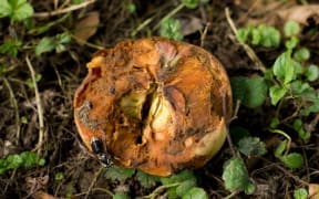 rotten apple