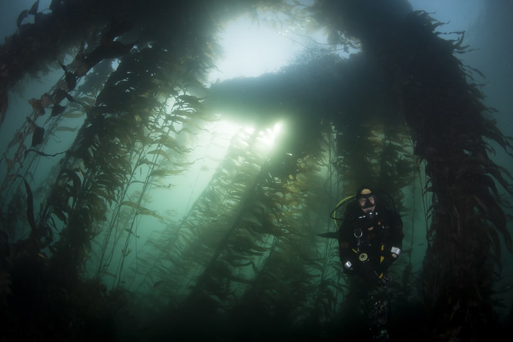 A DoC diver takes samples from a kelp forest in Ulva Island Marine Reserve which is home to more varieties of seaweed that anywhere else in the country.