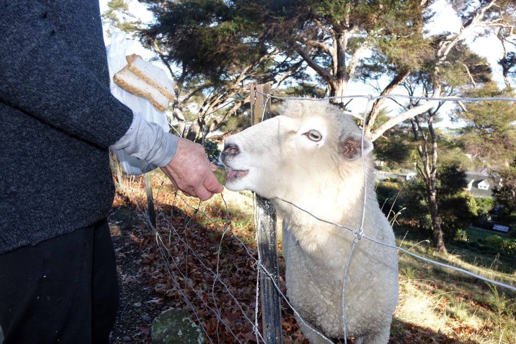 Busby eats a feijoa and a slice of bread for breakfast.