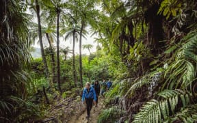 A group of people walking through native bush