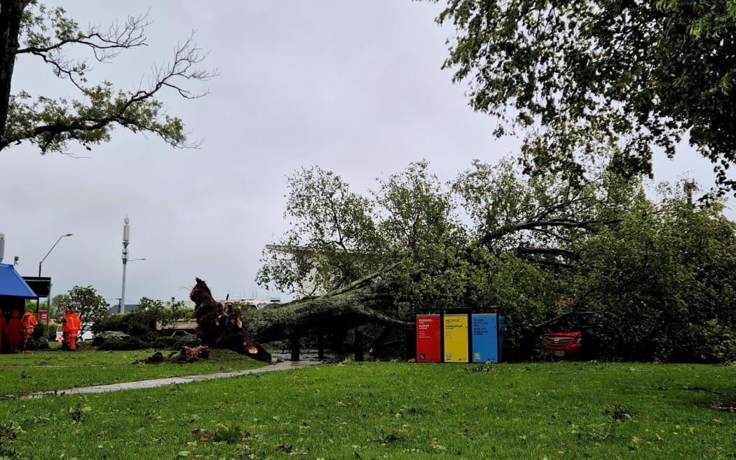 A falling tree in Carterton took out a car and powerlines.