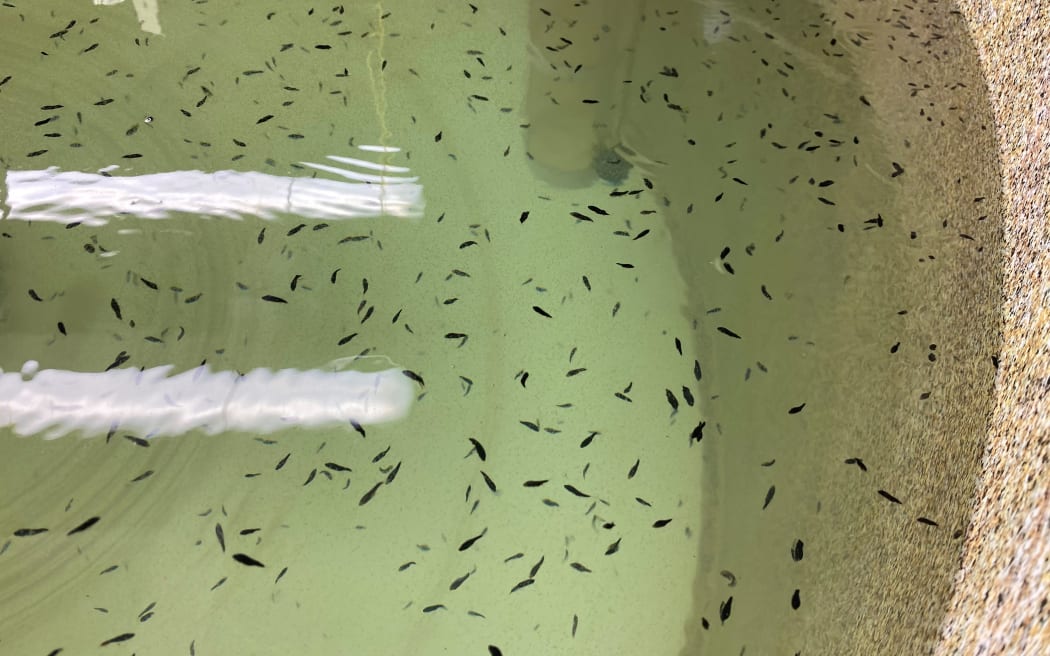 Juvenile kingfish, such as these, will be ready for market in just 12 months.