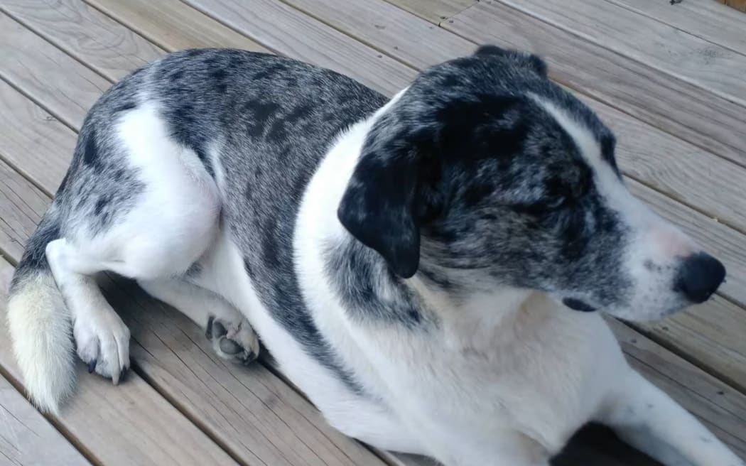 The 7-year-old Catahuala dog was shot with a slug gun by Glenn Forsyth.