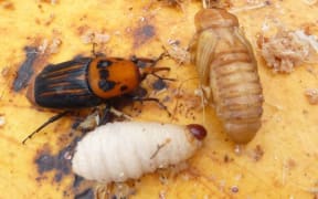 The South American palm weevil is well established in San Diego County in California