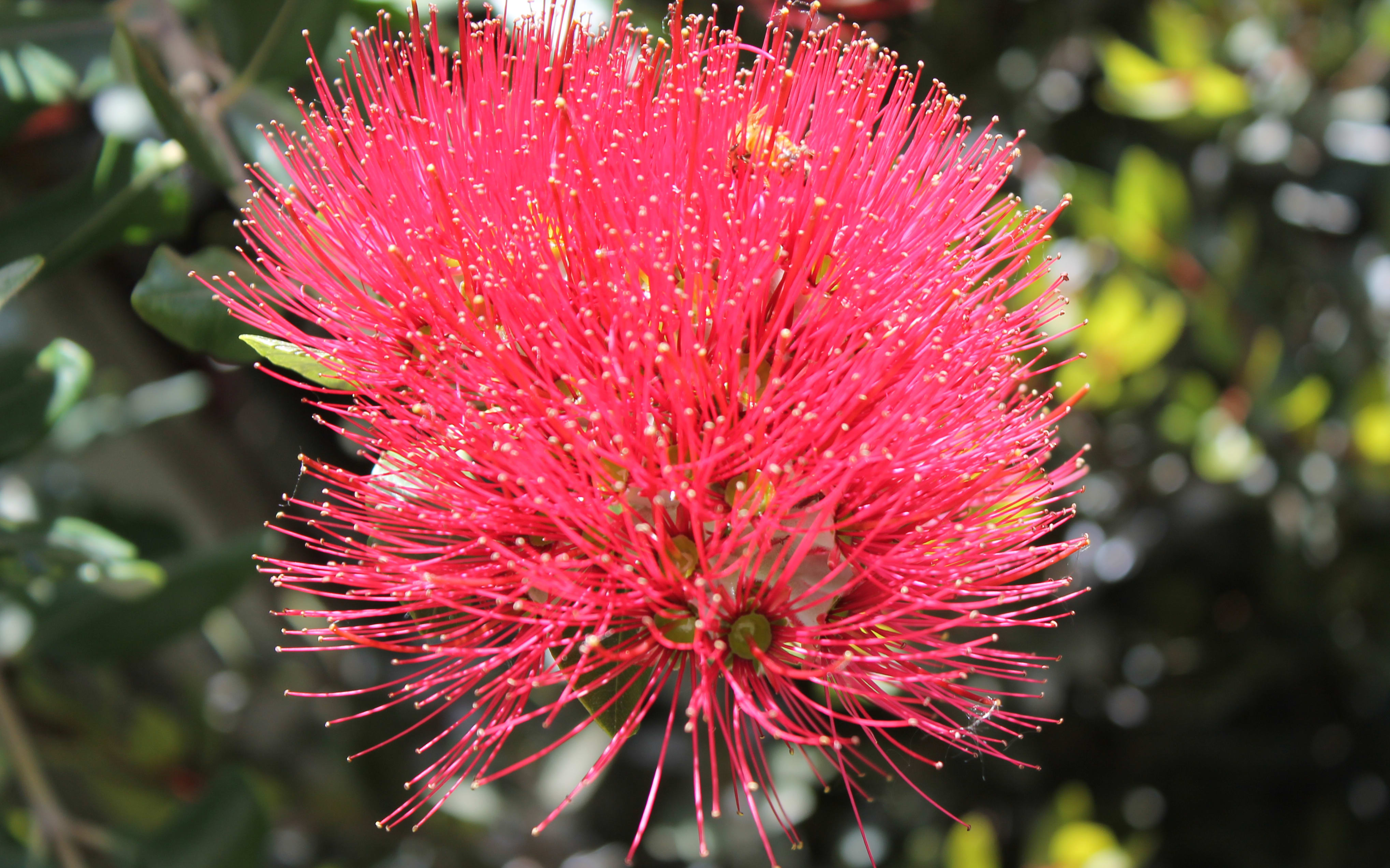 A Pohutukawa at Christchurch's Botanic Gardens.