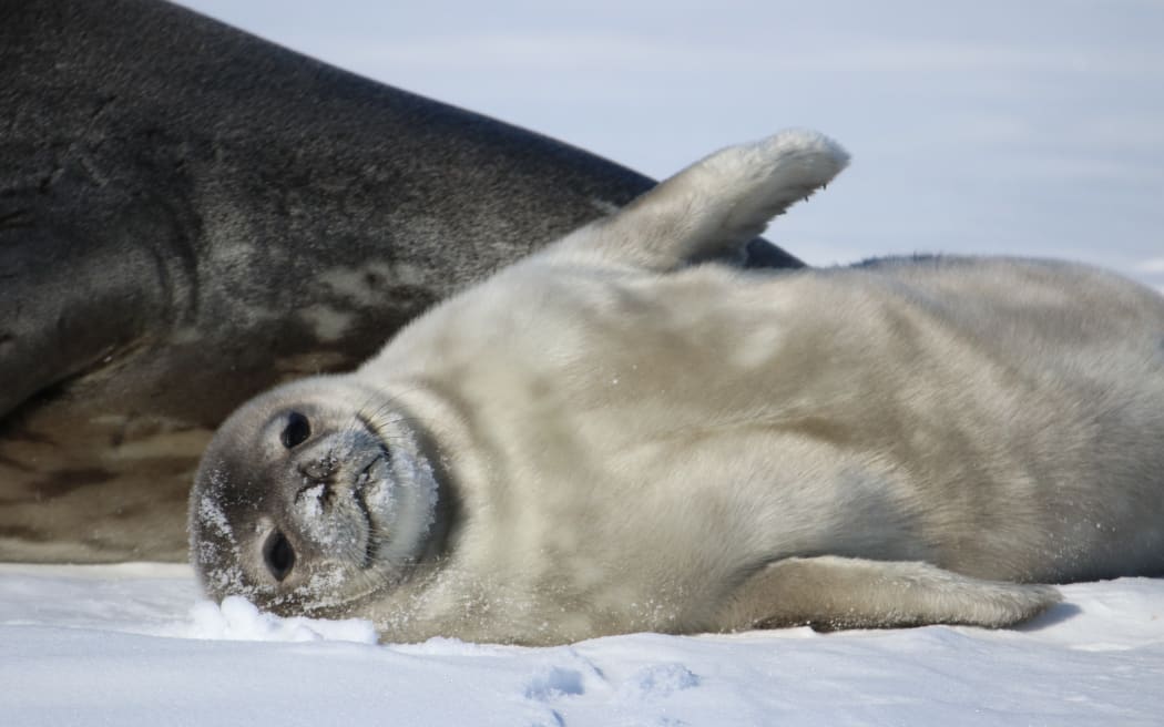 A very cute fuzzy grey seal pup lounges on its back with one flipper raised next to a larger lump of seal only partially visible. Both are on the ice and the pup's head is resting on a pillow of snow.