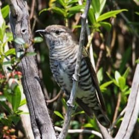 Photo for Pīpīwharauroa