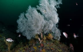 Black coral in Fiordland.