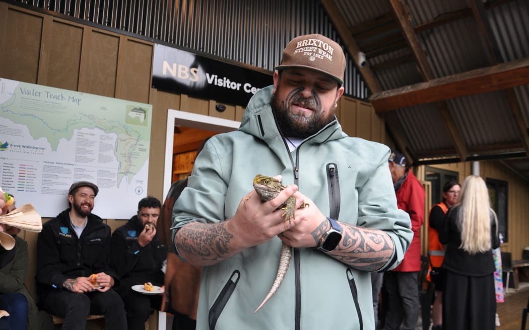 Ngāti Koata's Hamuera Manihera holding a tuatara before it is released in the Brook Waimārama Sanctuary.