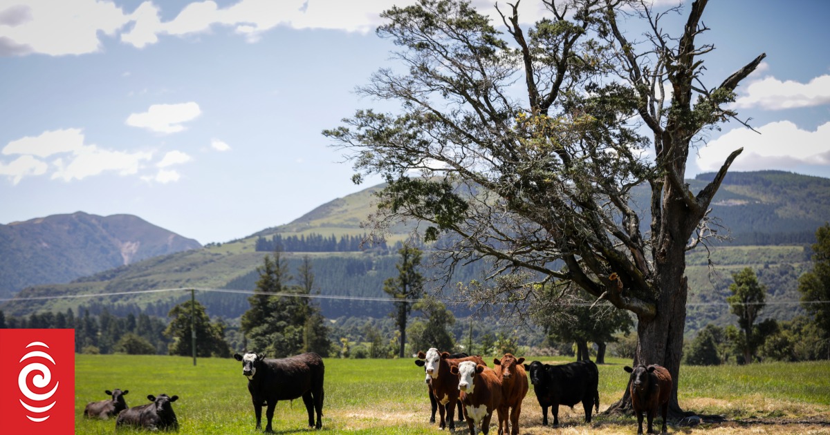 Tb in cattle eradicated in west coast farming area rnz news