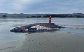 The humpback whale.