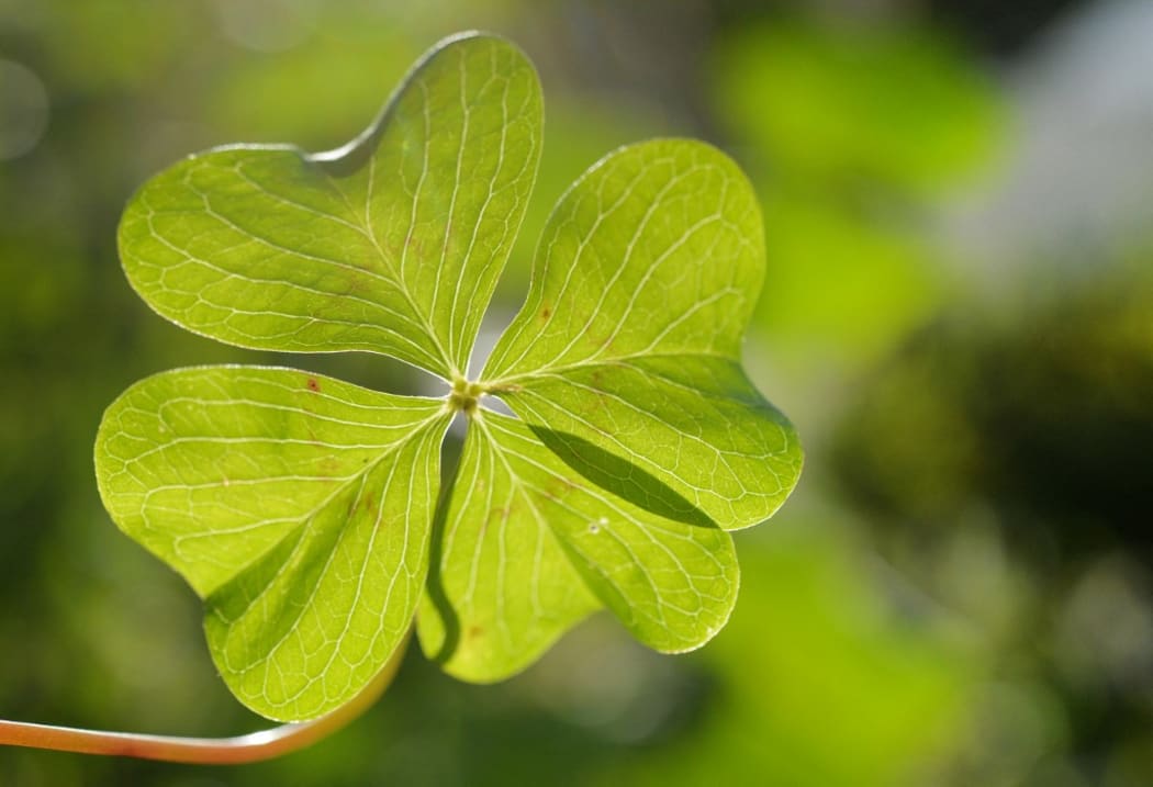 A four-leaf clover, a symbol for good luck, Germany, city of Osterode, 30. October 2017.