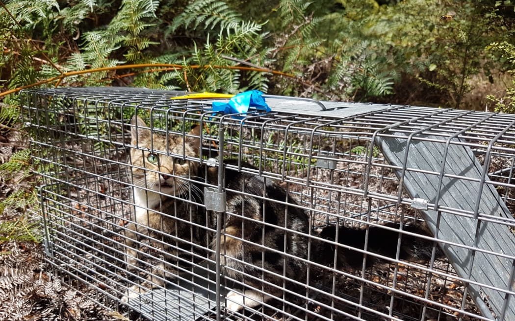 Auckland Council is looking at ways to reduce the number of feral cats preying on native wildlife.